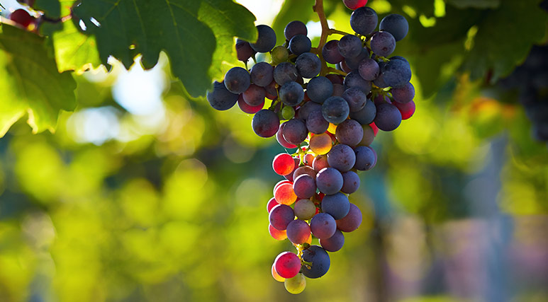 773x427_Grapes.jpg